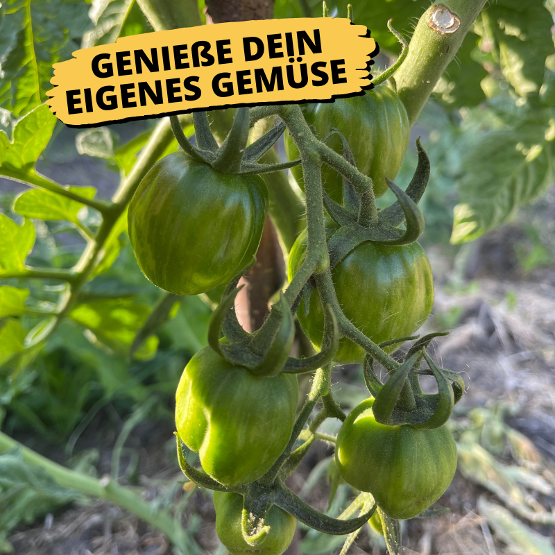 Balkongarten Starterset | 6 Gemüsepflanzen