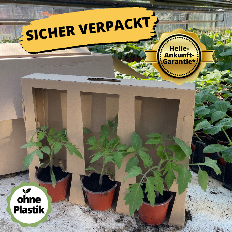 Paprikaset verschiedene Sorten | 6 Gemüsepflanzen