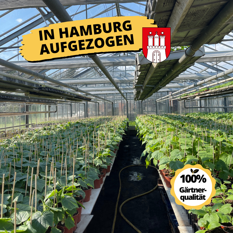 Balkongarten Starterset | 6 Gemüsepflanzen