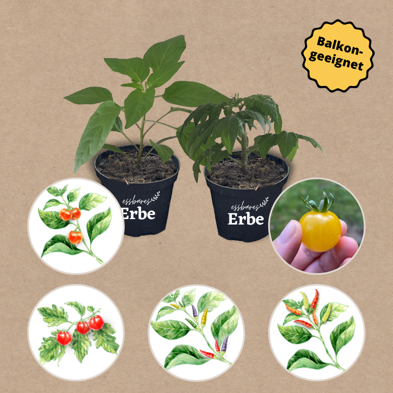 Balkongarten Starterset | 6 Gemüsepflanzen