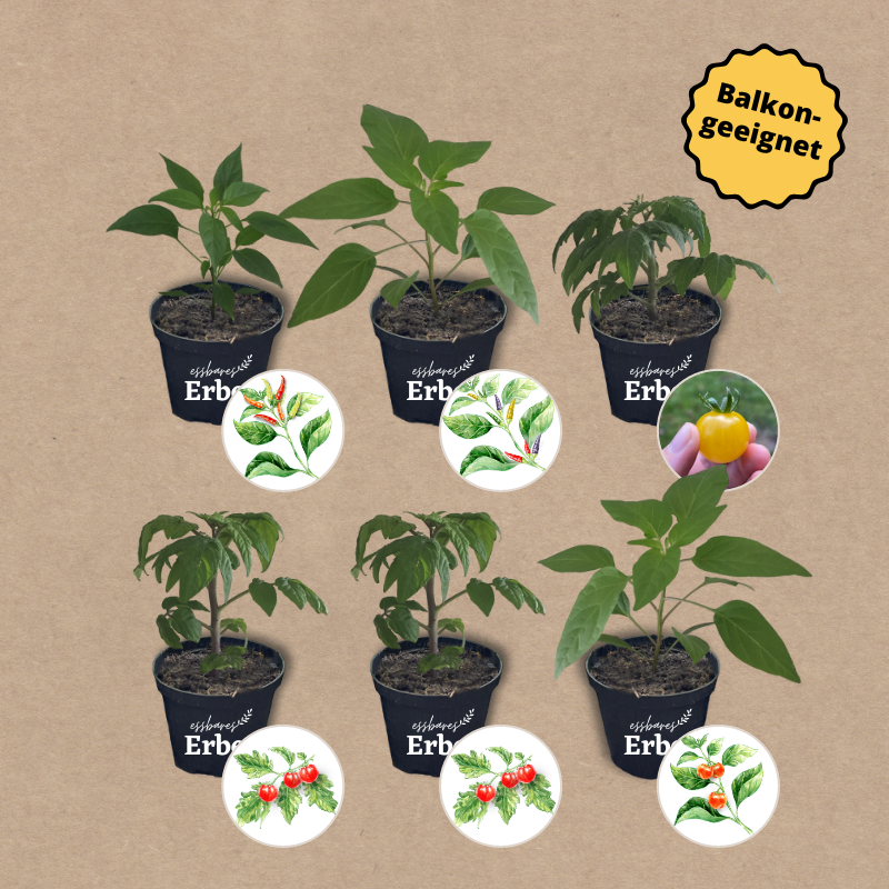 Balkongarten Starterset | 6 Gemüsepflanzen