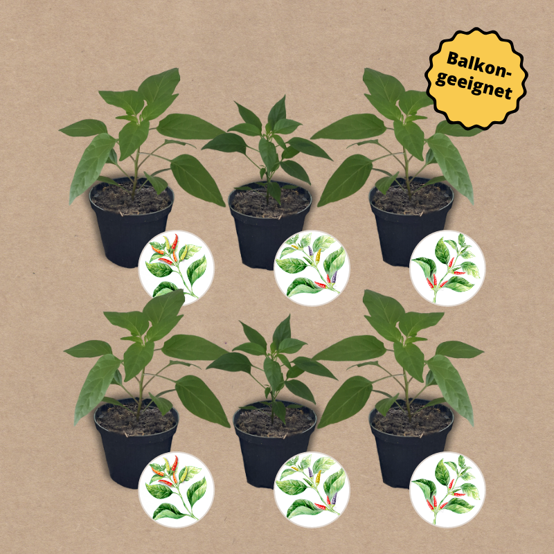 Chiliset verschiedene Sorten | 6 Gemüsepflanzen