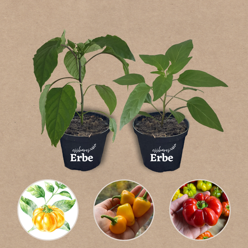 Paprikaset verschiedene Sorten | 6 Gemüsepflanzen
