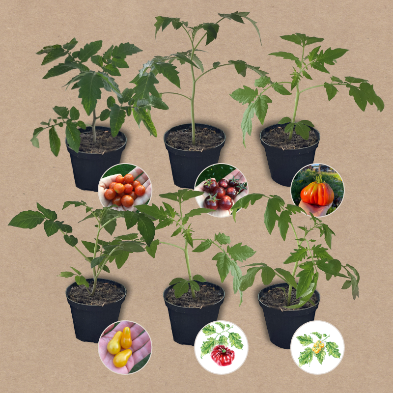 Tomatenset verschiedene Sorten | 6 Gemüsepflanzen