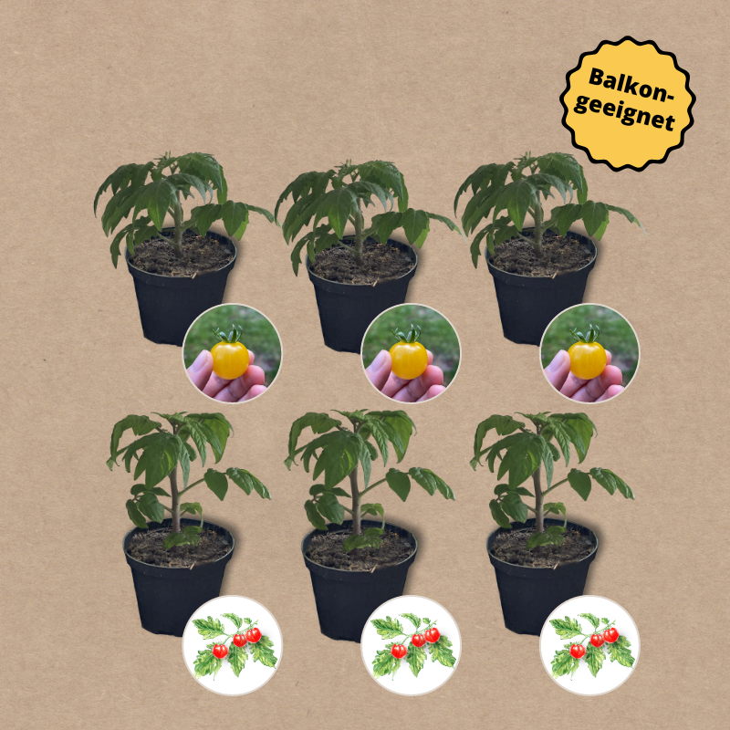 Tomatenset verschiedene Zwergsorten | 6 Gemüsepflanzen
