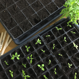 Wie ziehe ich Gemüsepflanzen richtig vor? 6 Dinge, die du unbedingt beachten musst!