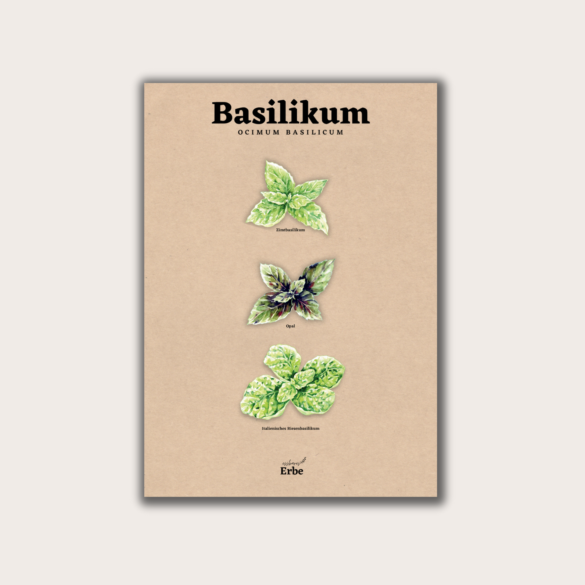 Basilikum Vintage Poster