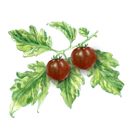 NEU! Black Cherry | Tomatenpflanze