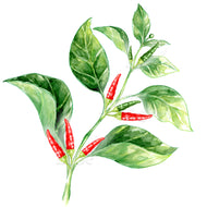 NEU! Wildchili | Chilipflanze
