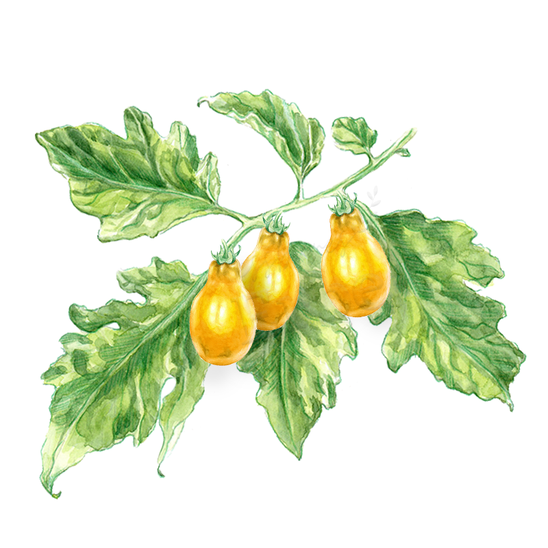 Dattelwein | Tomatenpflanze