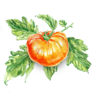 NEU! German Gold | Tomatenpflanze