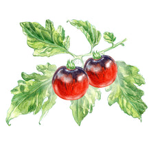 Lade das Bild in den Galerie-Viewer, NEU! Indigo Rose | Tomatenpflanze

