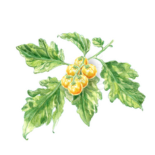 Lade das Bild in den Galerie-Viewer, Golden Currant | Tomatenpflanze
