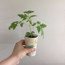 Lade das Bild in den Galerie-Viewer, NEU! Indigo Rose | Tomatenpflanze
