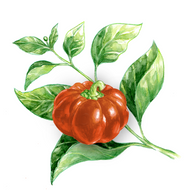 Liebesapfel | Paprikapflanze