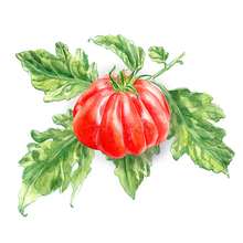 Lade das Bild in den Galerie-Viewer, Liguria | Tomatenpflanze
