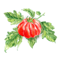Liguria | Tomatenpflanze