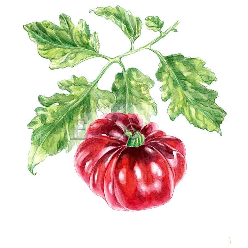 NEU! Tschernij Prinz | Tomatenpflanze
