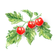 Rotkäppchen | Zwergtomatenpflanze