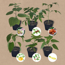 Lade das Bild in den Galerie-Viewer, Gemüsegarten Starterset | 6 Gemüsepflanzen
