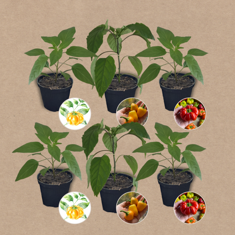 Paprikaset verschiedene Sorten | 6 Gemüsepflanzen