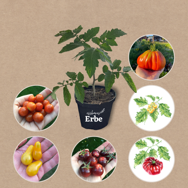 Tomatenset verschiedene Sorten | 6 Gemüsepflanzen