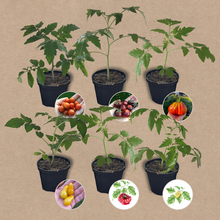 Lade das Bild in den Galerie-Viewer, Tomatenset verschiedene Sorten | 6 Gemüsepflanzen
