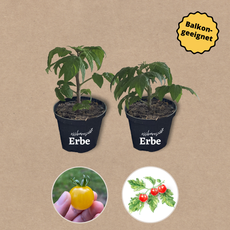 Tomatenset verschiedene Zwergsorten | 6 Gemüsepflanzen