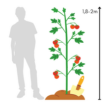 Lade das Bild in den Galerie-Viewer, NEU! Tschernij Prinz | Tomatenpflanze

