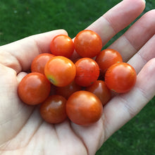 Lade das Bild in den Galerie-Viewer, Hundreds and Thousands (Rote Murmel) | Tomatenpflanze
