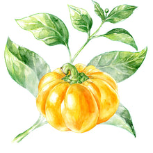 Lade das Bild in den Galerie-Viewer, Gelber Tomatenpaprika | Paprikapflanze

