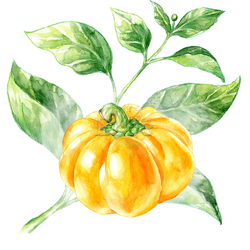 Gelber Tomatenpaprika | Paprikapflanze